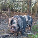 Varken, beer, fokbeer, Bonte Bentheimer ter overname, Dieren en Toebehoren, Overige Dieren, Februari, Mannelijk