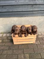 Labrador puppy’s, chocolade bruin, Dieren en Toebehoren, Honden | Retrievers, Spaniëls en Waterhonden, 8 tot 15 weken, Labrador retriever