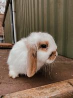 Hangoor konijntje, Vrouwelijk, Middelgroot, Hangoor, 0 tot 2 jaar