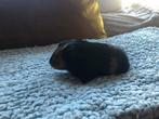 Baby cavia’s, Cavia, Mannelijk, Januari, Tam