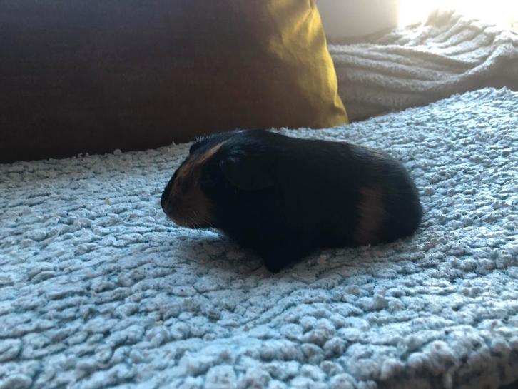 Baby cavia’s, Dieren en Toebehoren, Knaagdieren, Mannelijk, Cavia, Januari, Tam