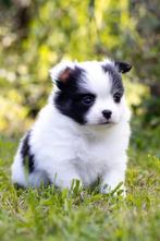 Pomchi teefje, Dieren en Toebehoren, Honden | Chihuahua's en Gezelschapshonden, Rabiës (hondsdolheid), Overige rassen, 8 tot 15 weken