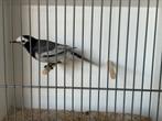 Indische bonte kwikstaart man, Dieren en Toebehoren, Vogels | Overige Vogels, Mannelijk