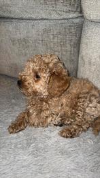 Toy poedel pup, November, Mannelijk