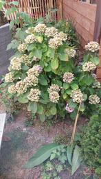hortensia, Vaste plant, Halfschaduw, Zomer, Ophalen