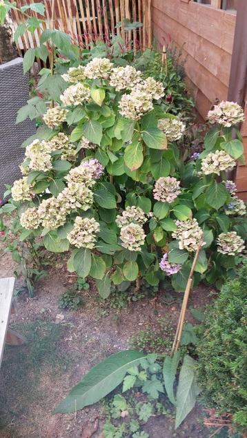 hortensia beschikbaar voor biedingen