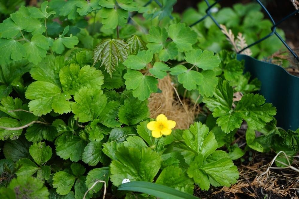 Waldsteinia ternata | Goudaardbei | Bodembedekker, Ophalen, Bodembedekkers, Vaste plant, Halfschaduw