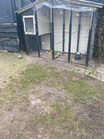 Kanaries te koop, Dieren en Toebehoren, Meerdere dieren