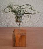 15 Houders voor luchtplantjes tillandsia, Ophalen, Overige materialen, Overige kleuren, Zo goed als nieuw