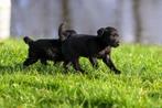 borador (border collie pups/labrador pups)pups, 1 REUTJE, Dieren en Toebehoren, Honden | Herdershonden en Veedrijvers, 8 tot 15 weken