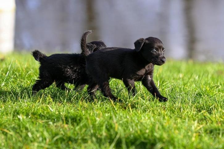 borador (border collie pups/labrador pups)pups, 1 REUTJE, Dieren en Toebehoren, Honden | Herdershonden en Veedrijvers, Meerdere dieren
