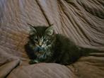 Prachtige raszuivere Maine coon kittens, Dieren en Toebehoren, Katten en Kittens | Raskatten | Langhaar, Meerdere dieren, Ontwormd
