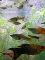 kleine guppies, Dieren en Toebehoren, Vis, Zoetwatervis