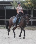 Leuke recreatiepony te lease (verzorger gezocht), Dieren en Toebehoren, Paarden en Pony's | Overige Paardenspullen, Ophalen of Verzenden