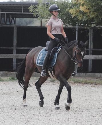 Leuke recreatiepony te lease/ verzorger gezocht beschikbaar voor biedingen