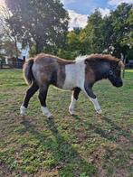 UNIEK mooi pintaloosa shetlander veulen!, Dieren en Toebehoren, Niet van toepassing, Hengst, A pony (tot 1.17m), Gechipt