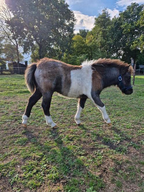 UNIEK mooi pintaloosa shetlander veulen!, Dieren en Toebehoren, Pony's, Hengst, Niet van toepassing, A pony (tot 1.17m), 0 tot 2 jaar