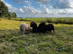Ouessant rammetjes zwart en wit / dwergschaap / mini schaap, Dieren en Toebehoren, Schapen, Geiten en Varkens, Mannelijk, Schaap