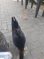 Haan astrolorp, Dieren en Toebehoren, Pluimvee, Mannelijk, Kip