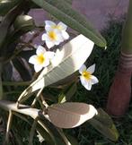plumeria frangipani stekken, Ophalen of Verzenden, Zomer, Overige soorten, Volle zon