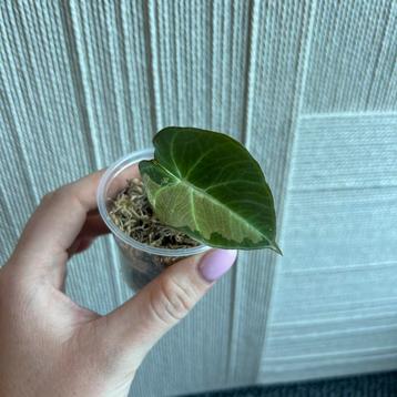 Alocasia black velvet aurea variegata  beschikbaar voor biedingen