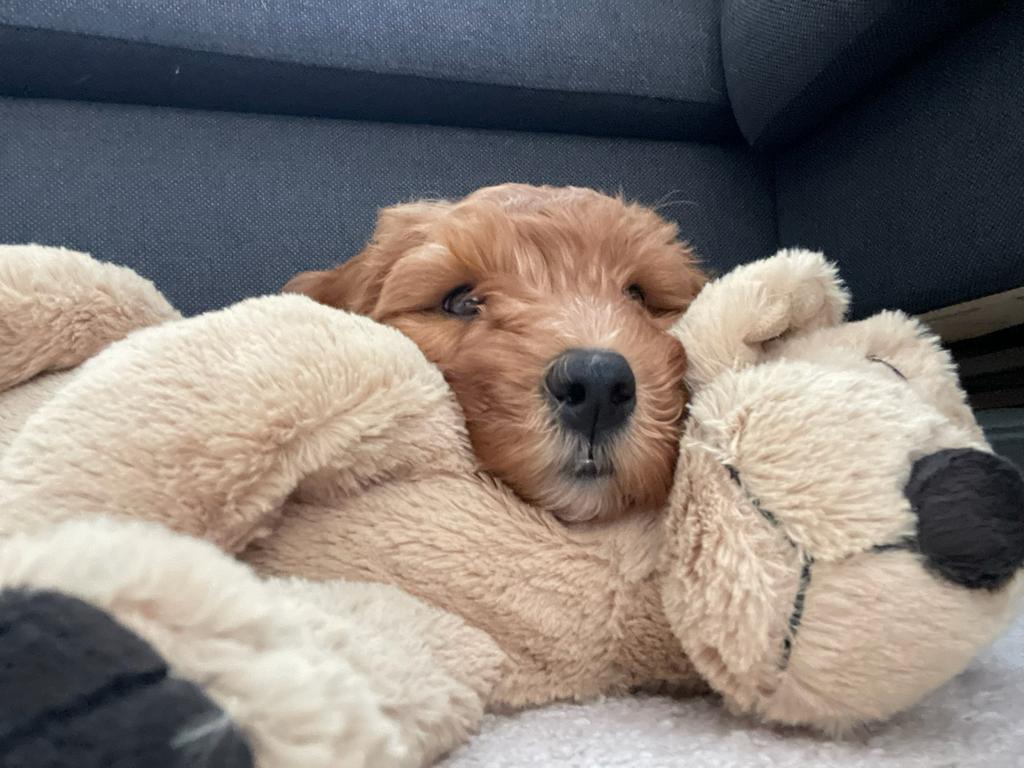 Autralian Labradoodle medium pups + stamboom verwacht 17-04, Dieren en Toebehoren, Honden | Herdershonden en Veedrijvers, Overige rassen