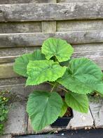 Paulownia, Tuin en Terras, Planten | Bomen, Ophalen of Verzenden, Volle zon, Overige soorten, Minder dan 100 cm