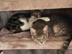Olger en oleg 6 mnd bij gastgezin in adam, Dieren en Toebehoren, Katten en Kittens | Overige Katten, Kater