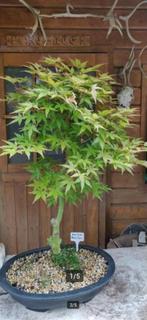 Bonsai Acer Palmatum Beni zuru Japanse Esdoorn, Tuin en Terras, Planten | Bomen, Halfschaduw, Overige soorten, Minder dan 100 cm