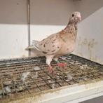 Kleurpostduif Almond, Dieren en Toebehoren, Mannelijk, Postduif