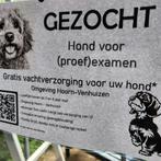 GEZOCHT; Hond voor examen., Dieren en Toebehoren, Honden-accessoires, Ophalen of Verzenden