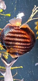 Tropische vissen, Dieren en Toebehoren, Vis