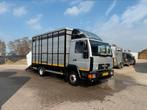 MAN veevrachtwagen  voor koeien , pony’s en paarden, Dieren en Toebehoren, Mannelijk