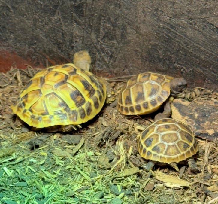 Opvangplek aangeboden landschildpad