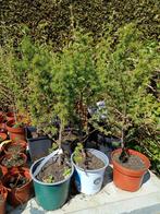 Bonsai lariks boompjes, Tuin en Terras, Minder dan 100 cm, Overige soorten, Ophalen