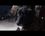 Mixhonden Dotty en Robbie ter adoptie, Particulier, Buitenland, Groot, Meerdere