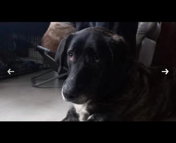 Mixhonden Dotty en Robbie ter adoptie beschikbaar voor biedingen