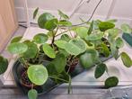 Pannenkoekplant pilea stekjes, Huis en Inrichting, Kamerplanten, Ophalen, Halfschaduw, Minder dan 100 cm