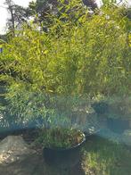 Bamboe plant ‘Winter Joy’, Tuin en Terras, Planten | Tuinplanten, Vaste plant, Bloeit niet, Halfschaduw, Ophalen