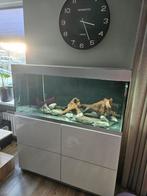 Oase highline 300 aquarium., Dieren en Toebehoren, Vissen | Aquaria en Toebehoren, Ophalen, Gebruikt, Leeg aquarium