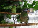 3-3 pionus sordidus, Meerdere dieren, Parkiet, Geringd