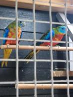 4 turquoisine parkieten 2025., Meerdere dieren, Parkiet, Geringd