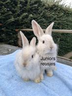 Duitse reus nestje, Dieren en Toebehoren, Konijnen, Mannelijk, Groot