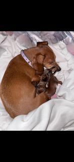 Kaninchen teckel puppy’s, Kaninchen, 8 tot 15 weken, Korthaar, Meerdere