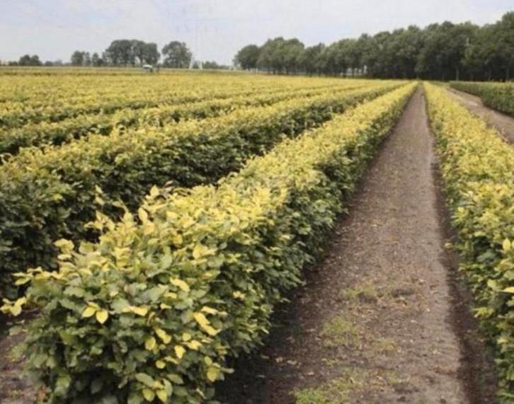 Mooie haagbeuken €1, Dieren en Toebehoren, Stalling en Weidegang