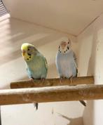 Fallow grasparkieten, Meerdere dieren, Parkiet, Geringd