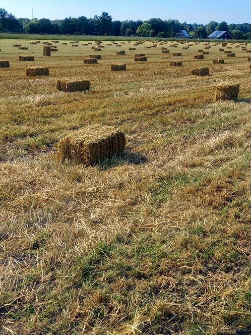Gerste stro en hooi, Dieren en Toebehoren, Dierenvoeding, Vee, Ophalen