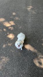 Witte Pomeranian Dwergkees – lief teefje van 10 maanden, Dieren en Toebehoren, Honden | Chihuahua's en Gezelschapshonden, 15 weken tot 1 jaar