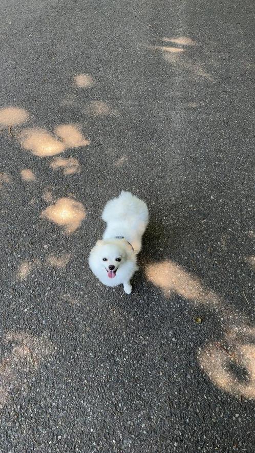 Witte Pomeranian Dwergkees – lief teefje van 10 maanden, Dieren en Toebehoren, Honden | Chihuahua's en Gezelschapshonden, Teef