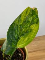 Monstera Karsentianum “Peru” Variegata #1, Huis en Inrichting, Kamerplanten, Ophalen of Verzenden, Halfschaduw, Minder dan 100 cm